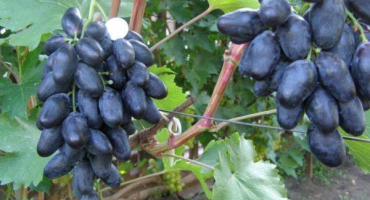 Popis a výnos odrůdy je skvělý, hlavní charakteristiky a historie